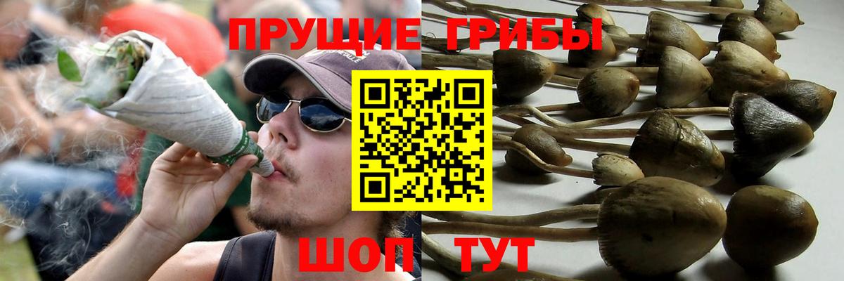 Галлюциногенные грибы Psilocybe Карталы